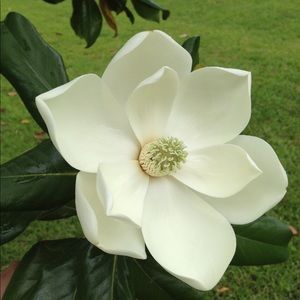 Meet your Posher, Bridget